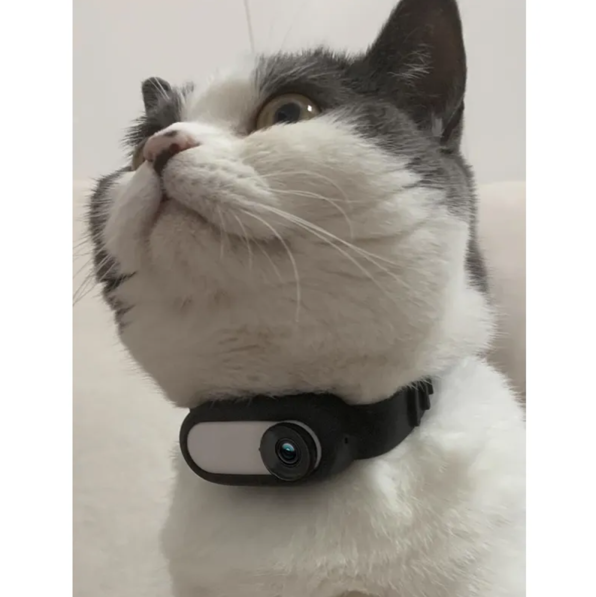 Pet Collar Camera