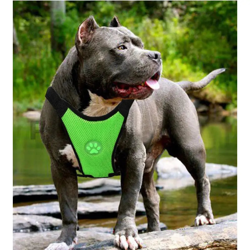 Breathable Mesh Pet Car Safety Harness
